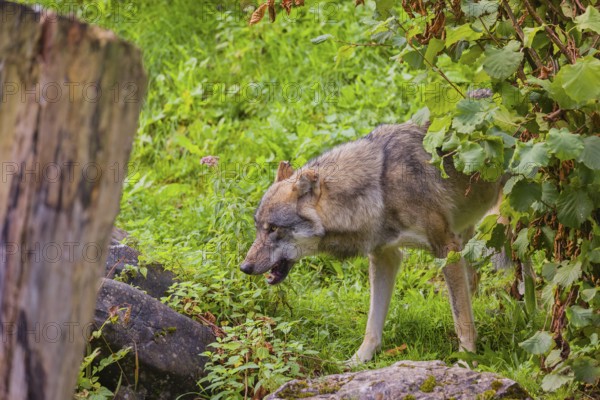 A eurasian gray wolf (Canis lupus lupus) stands on hilly terrain between a dead tree and a bush, eating grass