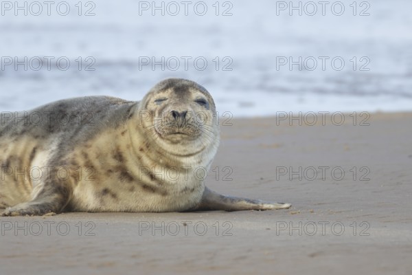 Common seal (Phoca vitulina) adult animal sleeping on a beach, Norfolk, England, United Kingdom, Europe