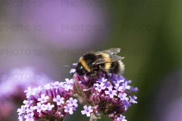 Buff tailed bumblebee (Bombus terrestris) adult bee on a garden Verbena purple flower, England, United Kingdom, Europe
