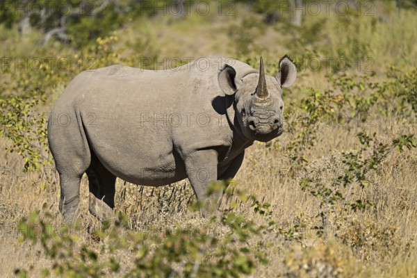 Black rhinoceros (Diceros bicornis) grazing in the thorn savannah, Etosha National Park, Namibia, Africa