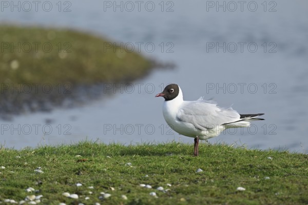 Black-headed Black-headed Gull (Chroicocephalus ridibundus, syn.: Larus ridibundus), Texel, West Frisian Islands, province of North Holland, Netherlands