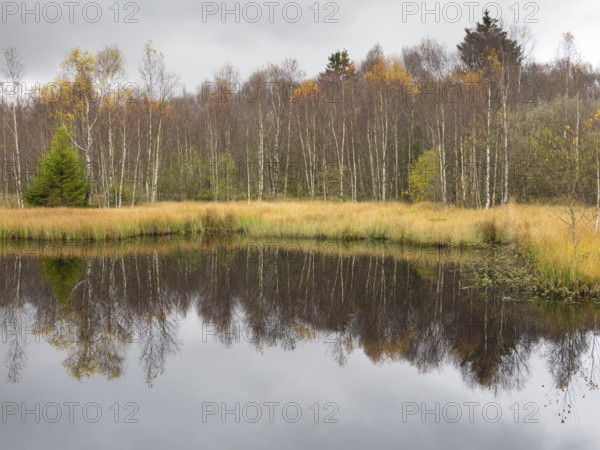 View of Rotes Moor lake in autumn, reflection of the trees in the water, Rhön UNESCO Biosphere nature reserve, county Bavaria, Germany, Europe