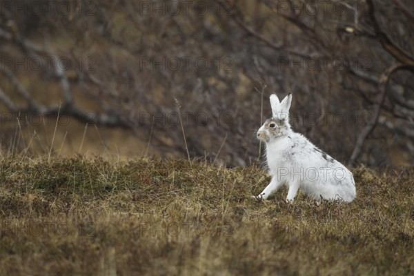 Mountain hare (Lepus timidus) in white winter fur in the tundra, Lapland, Northern Norway, Norway, Scandinavia, Europe