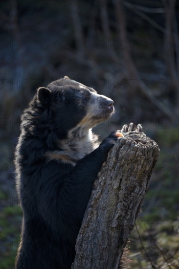 Spectacled bear (Tremarctos ornatus) or Andean bear, captive, GermanyGermany