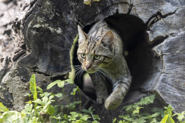 Wildcat appears from a hollow tree trunk in nature, Wildcat (Felis silvestris), Germany, Europe