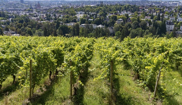 View of vineyards and villas from the Neroberg, Wiesbaden, Hesse, Germany, Europe