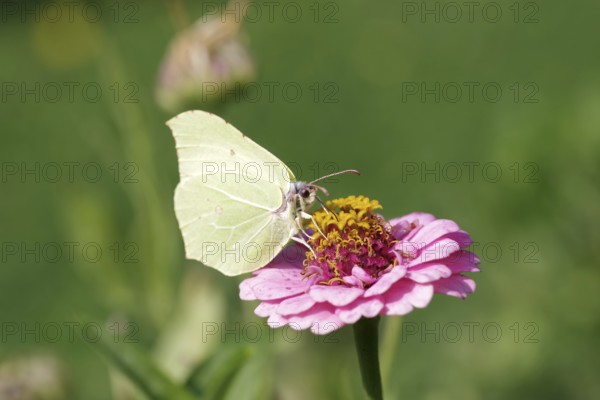 Lemon butterfly (Gonepteryx rhamni), macro, flower, nectar, colourful, The lemon butterfly sucks nectar from the flower of a zinnia