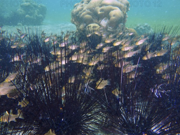 School of fish surrounded by sea urchins, Diadema setosum, and corals, dive site Secret Bay, Gilimanuk, Bali, Indonesia, Asia