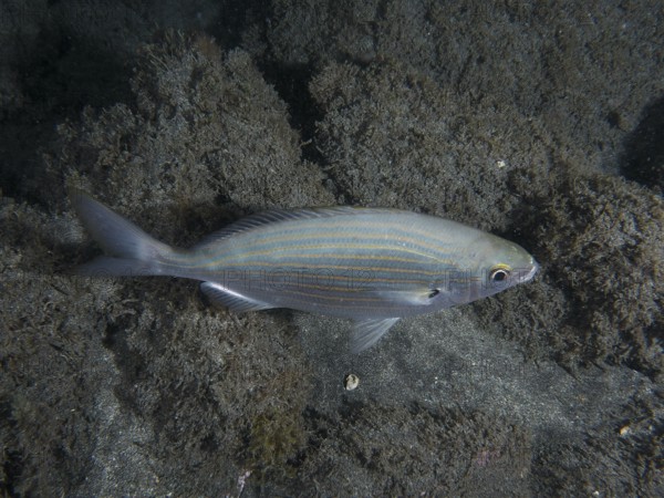 Salema porgy (Sarpa salpa) swims over lava sand in the sea at night. Dive site Playa, Los Cristianos, Tenerife, Canary Islands, Spain, Europe