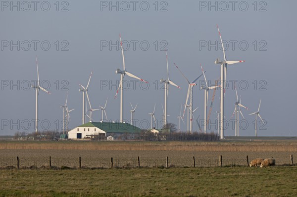 Farm, wind farm, wind power plants, sheep, Reußenköge, North Frisia, Schleswig-Holstein, Germany, Europe