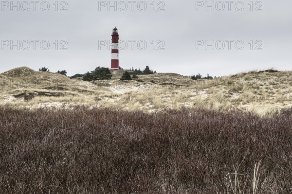 Dune landscape with lighthouse, Süddorf, Amrum, Schleswig-Holstein, Germany, Europe