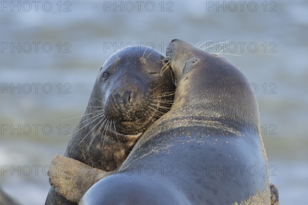 Grey seal (Halichoerus grypus) two adult animals in a loving embrace on a beach, Norfolk, England, United Kingdom, Europe