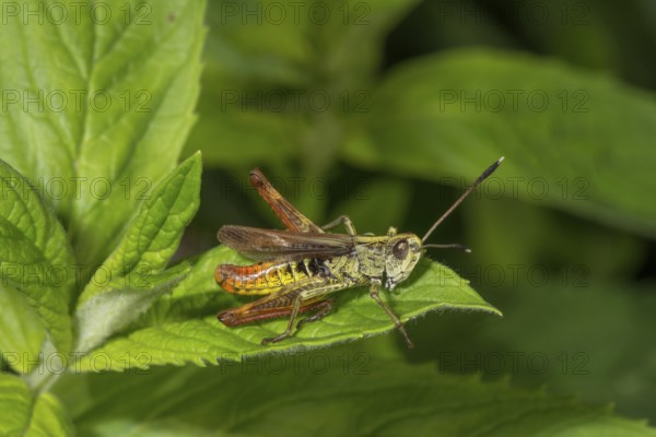 Rufous grasshopper (Gomphocerippus rufus) male sitting on a green leaf in a natural environment, Baden-Württemberg, Germany, Europe