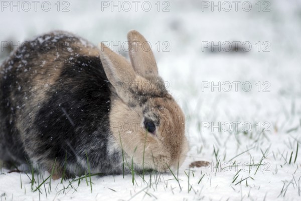 Rabbit (Oryctolagus cuniculus domestica), pet, portrait, snow, The domestic rabbit still finds blades of grass to eat even in the snow-covered garden