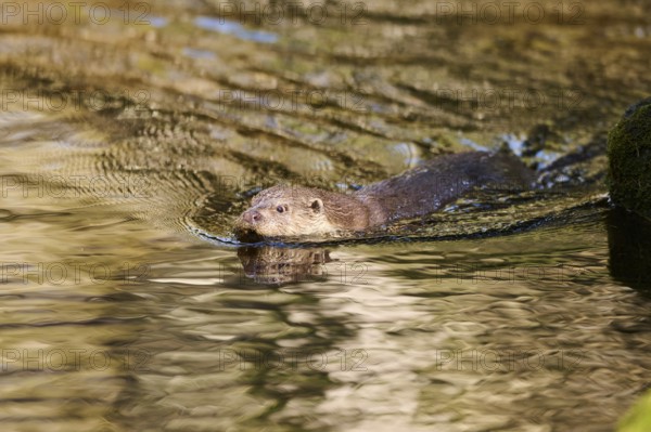 Eurasian otter (Lutra lutra) swimming in a lake in the bavarian forest, Bavaria, Germany, Europe
