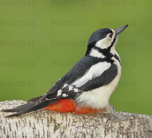 Great spotted woodpecker (Dendrocopos major) female sitting on a birch trunk, Animals, Birds, Woodpeckers, Wilnsdorf, North Rhine-Westphalia, Germany, Europe