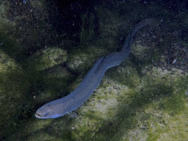 Snake-like European eel (Anguilla anguilla) in the water, hidden between stones and algae. Dive site Klosterinsel, Rheinau, Canton Zurich, Rhine, High Rhine, Switzerland, Germany, Europe