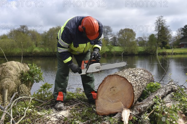 Felling trees with a chainsaw, Schleswig-Holstein, Germany, Europe