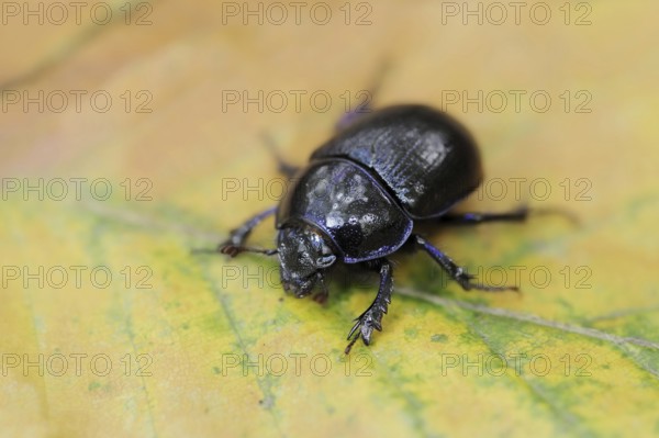 Common dung beetle or horse beetle (Geotrupes stercorarius), North Rhine-Westphalia, Germany, Europe
