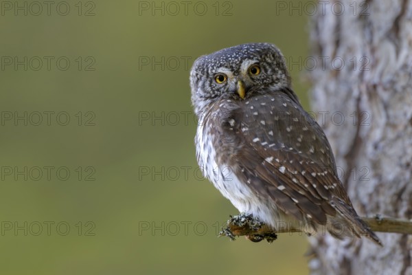 Pygmy Owl (Glaucicium passerinum), sitting on the branch of a tree, Pirchner Ast, Schwaz, Tyrol, Austria, Europe