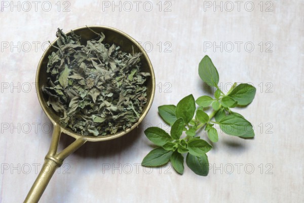 Oregano, fresh and dried oregano in ladle, Origanum vulgare