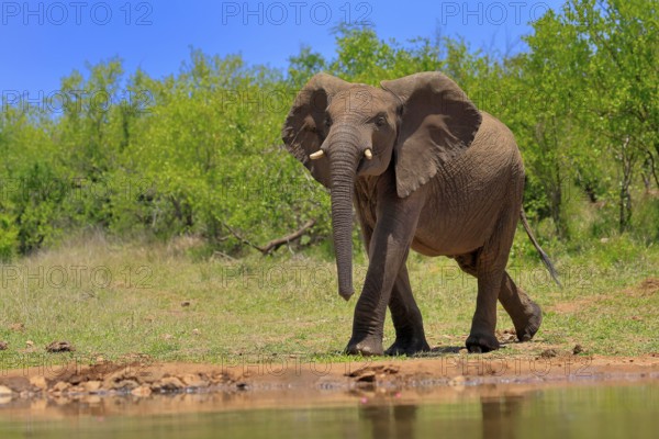 African elephant (Loxodonta africana), adult, male, bull, at the water, Kruger National Park, Kruger National Park, South Africa, Africa