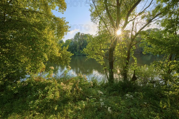 Sunbeams break through the dense canopy of leaves and illuminate a calm river in a green landscape, autumn, Großheubach, Miltenberg, Main, Spessart, Bavaria, Germany, Europe