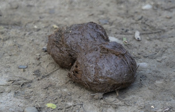 Elephant dung or poop spread on road