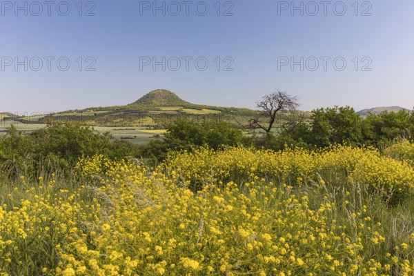 Mila mountain (nature conservancy area in Rana u Loun, on a sunny day. Yellow plants blooming in the foreground. Blue sky with no clouds. Ustecky kraj, Czech Republic, Europe