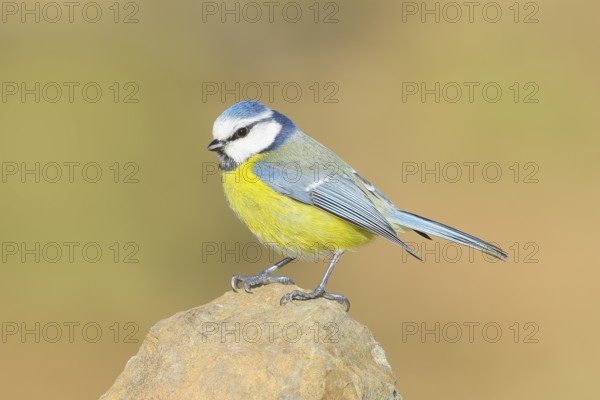 Blue tit (Parus caeruleus), sitting on a stone, wildlife, animals, birds, Siegerland, North Rhine-Westphalia, Germany, Europe