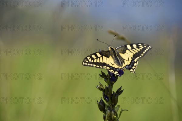 Swallowtail (Papilio machaon) seen in Berchtesgaden National Park, Bavaria, Germany, Europe