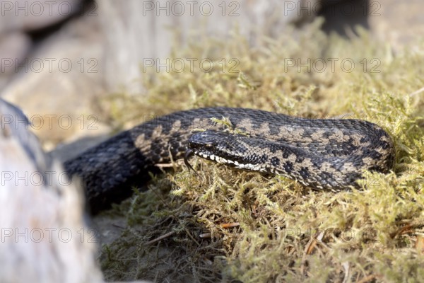 Adder on moss cushion, Austria, Upper Austria, Europe