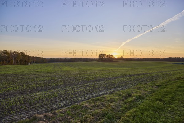 Cultural landscape, trees, sunset, backlight of the sun, Hanstedt in der Nordheide, Lüneburger Heide, district of Harburg, Lower Saxony, Germany, Europe