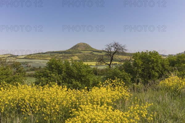 Mila mountain (nature conservancy area in Rana u Loun, on a sunny day. Yellow plants blooming in the foreground. Blue sky with no clouds. Ustecky kraj, Czech Republic, Europe