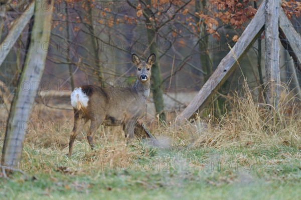 Roe deer (Capreolus capreolus), in the forest in front of a fence, looking back, winter coat, Germany, Europe