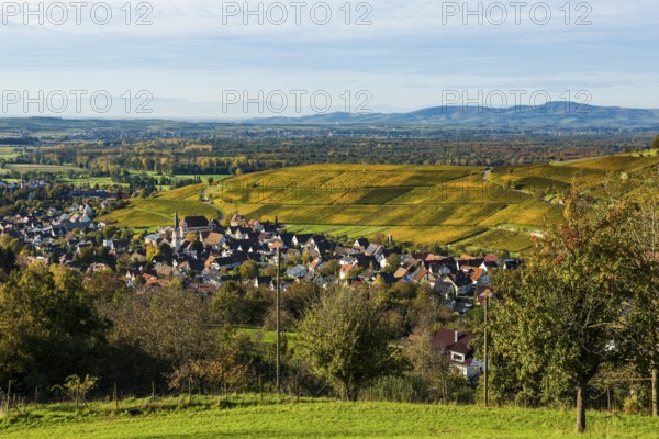 Hilly landscape and village with vineyards in autumn, Ebringen, near Freiburg im Breisgau, Markgräflerland, Black Forest, Baden-Württemberg, Germany, Europe