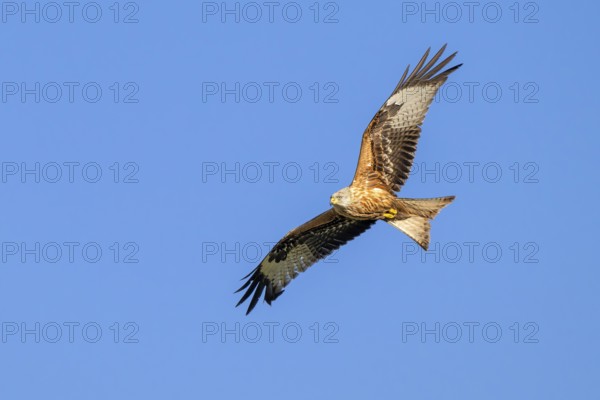 Red kite (Milvus milvus), Münster, Tyrol, Austria, Europe