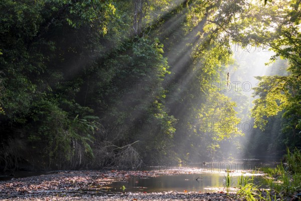 Sunbeams falling through leaves in a tropical rainforest by a river, light mood, Corcovado National Park, Osa, Puntarena Province, Costa Rica, Central America