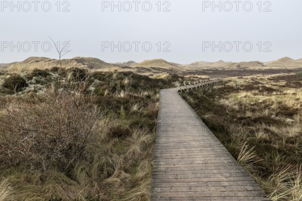 Dune landscape, Amrum, Schleswig-Holstein, Germany, Europe