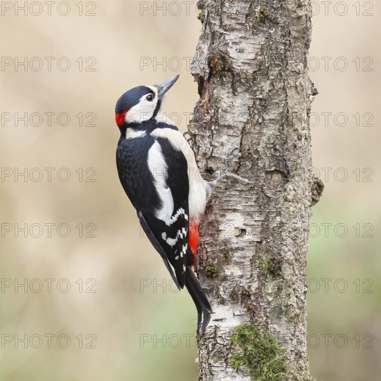 Great spotted woodpecker (Dendrocopos major) male foraging on the trunk of a grey birch (Betula populifolia), showing the red neck, Animals, Birds, Woodpeckers, Wilnsdorf, North Rhine-Westphalia, Germany, Europe