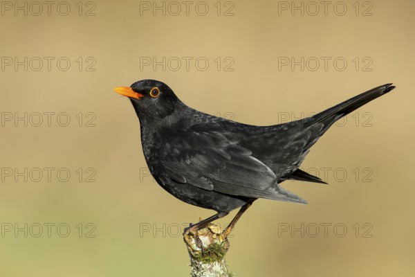 Blackbird (Turdus merula), male, standing on a thin branch, wildlife, winter, animals, birds, songbird, Siegerland, North Rhine-Westphalia, Germany, Europe