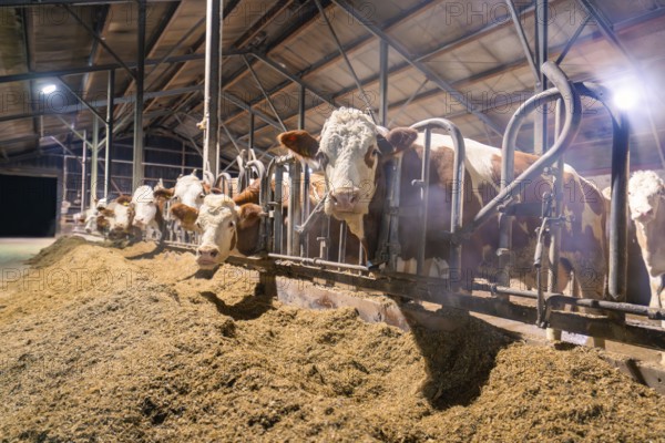 Several cows standing in the barn behind bars and eating from a pile of feed, Haselstaller Hof, Gechingen, Calw district, Hecken and Gäu region, Germany, Europe