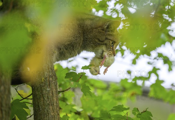 European wildcat or forest cat (Felis silvestris) with dead chicks in the wildcat enclosure at the Thayatal National Park House, Hardegg, Lower Austria, Austria, Europe