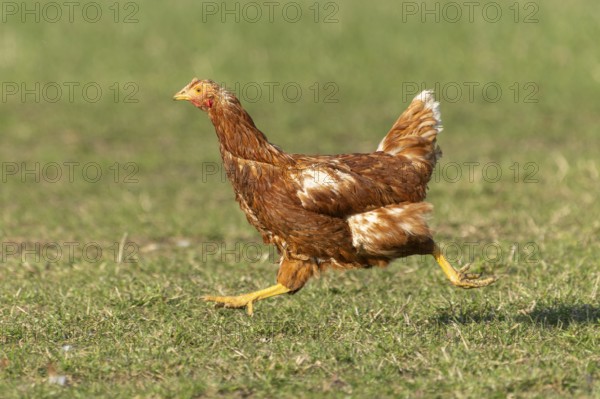 Brown hen running on a green meadow, domestic chicken, Rhineland-Palatinate, Germany, Europe