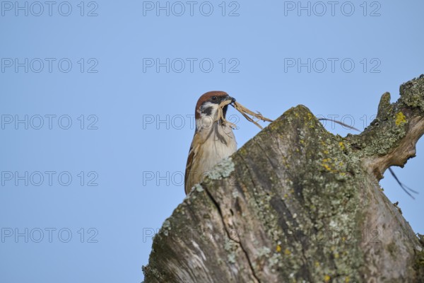 Eurasian tree sparrow (Passer montanus) building a nest in a tree hollow, in spring, Mönchberg, Miltenberg, Spessart, Germany, Europe