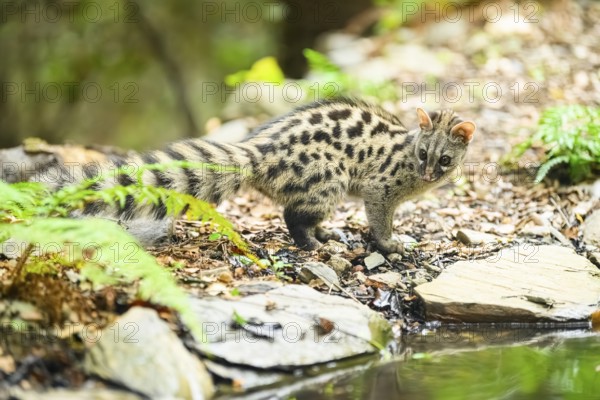 Young Common genet (Genetta genetta) at the shore of a lake, wildlife in a forest, Montseny National Park, Catalonia, Spain, Europe