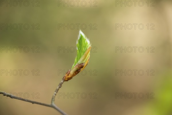 Close-up of European beech (Fagus sylvatica) shoots in a forest in spring, Bavaria, Germany, Europe