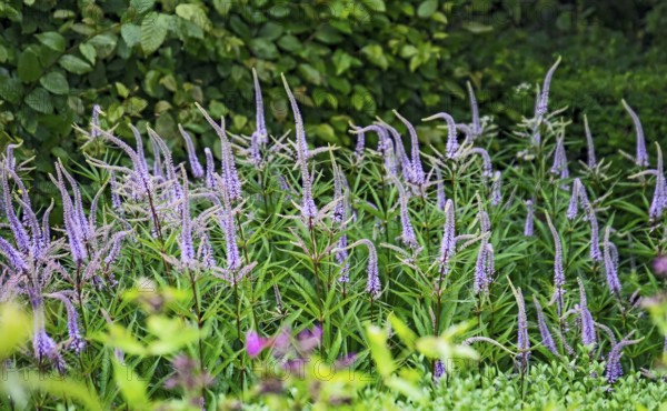 Veronicastrum virginicum, also known as candelabra speedwell, North Rhine-Westphalia, Germany, Europe