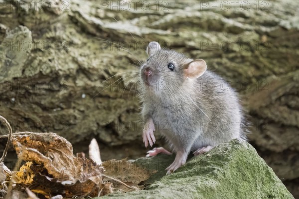 A juvenile Norway rat (Rattus norvegicus) sits on a stone and looks up attentively. The surroundings are natural, Hesse, Germany, Europe