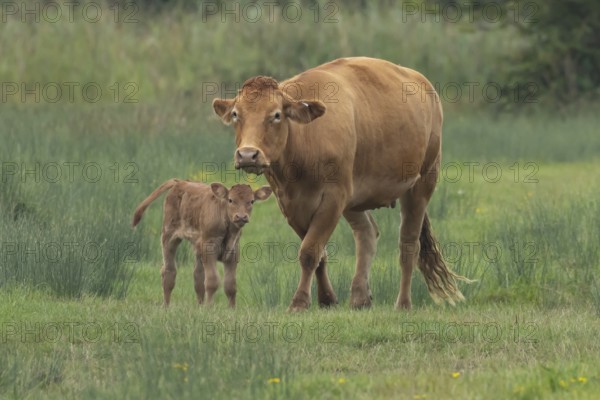 Domesticated cow or cattle (Bos taurus) adult farm animal mother with a baby young calf in a grass field, Suffolk, England, United Kingdom, Europe